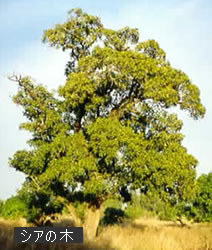 シアの木